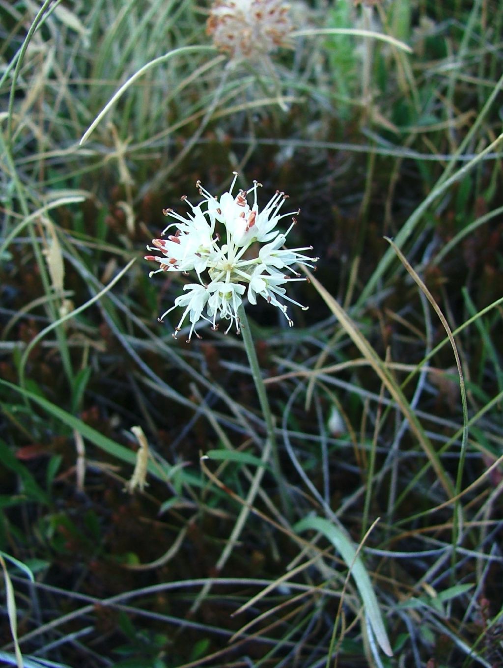 Allium ericetorum